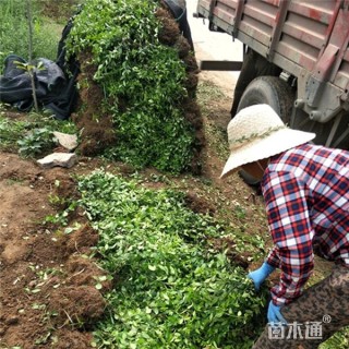 30厘米扶芳藤