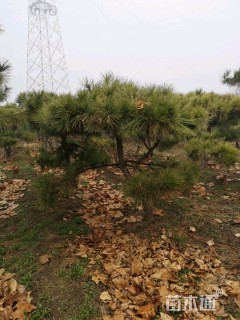 造型黑松