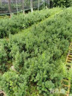 高度20厘米曼地亚红豆杉