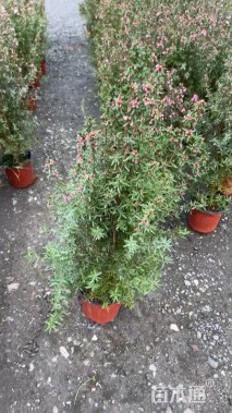 高度30厘米澳洲茶