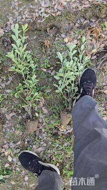 高度50厘米金边黄杨