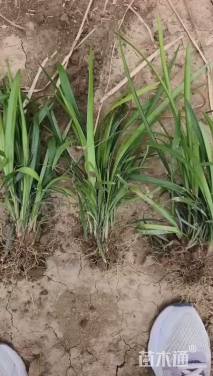 高度15厘米中叶麦冬