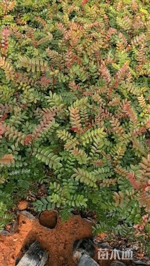 高度20厘米清香木小苗