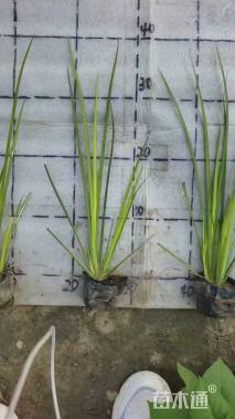 高度20厘米金叶石菖蒲