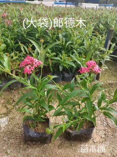 高度25厘米银叶郎德木