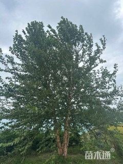 高度700厘米丛生河桦