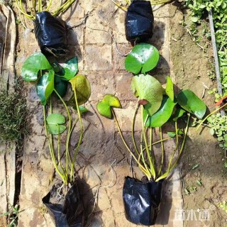 高度22厘米睡莲