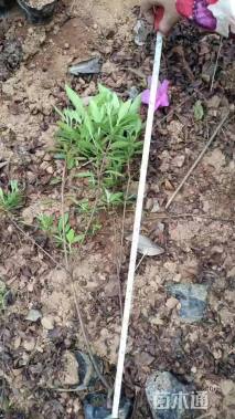 高度80厘米杜鹃