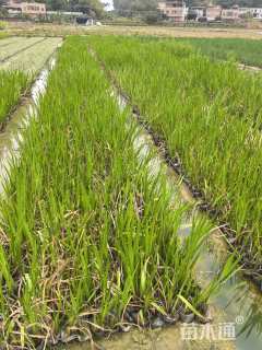 高度30厘米水菖蒲