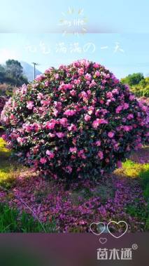 冠幅120厘米茶梅球