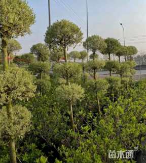 高度150厘米金姬小蜡