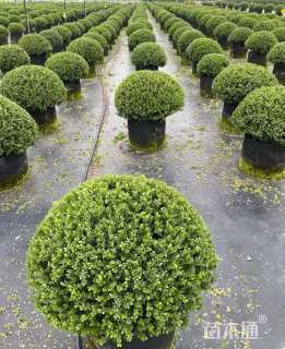 高度60厘米完美冬青球