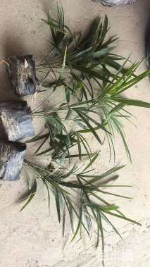 裸干高40厘米蒲葵