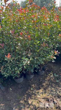 高度170厘米红叶石楠小苗