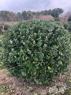 冠幅150厘米大叶黄杨球