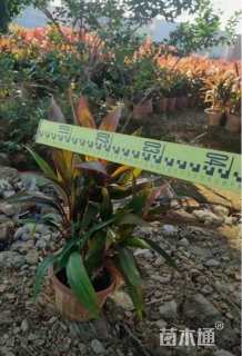 高度100厘米红叶朱蕉