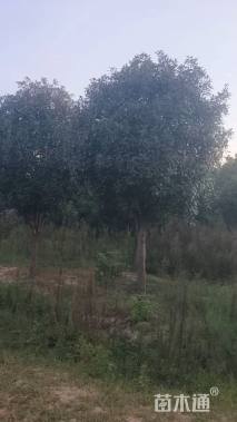 16公分高杆红叶石楠