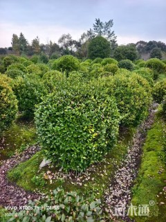 冠幅180厘米大叶黄杨球