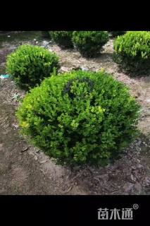 冠幅180厘米瓜子黄杨球