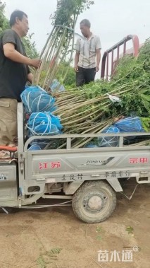 高度120厘米紫穗槐