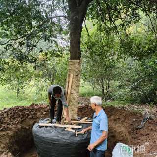 21公分高杆八月桂