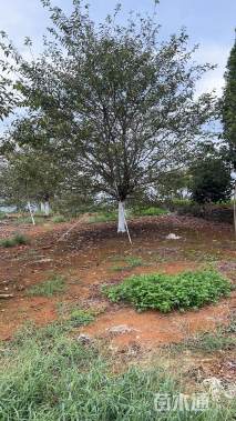 14公分染井吉野