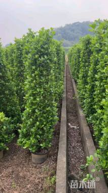 高度200厘米火山榕