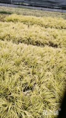 高度20厘米金叶石菖蒲