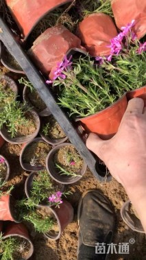 高度15厘米芝樱