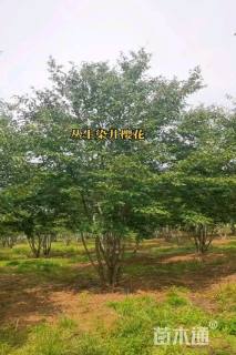 50公分染井吉野樱