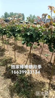 高度110厘米月季