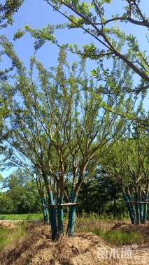 150公分丛生朴树