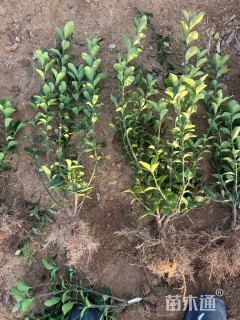 高度50厘米大叶黄杨