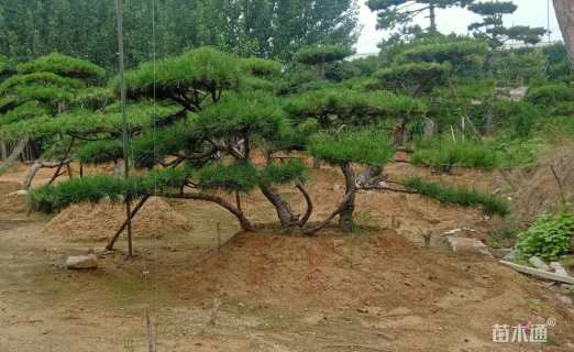 15公分松树