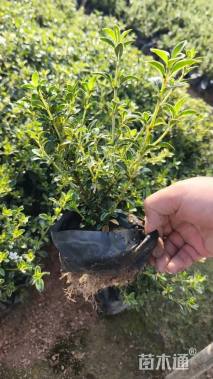 高度20厘米六月雪小苗