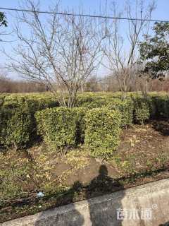 高度120厘米金边黄杨