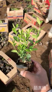 30厘米小叶扶芳藤