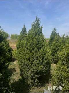 高度250厘米望都塔桧