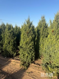 高度200厘米桧柏