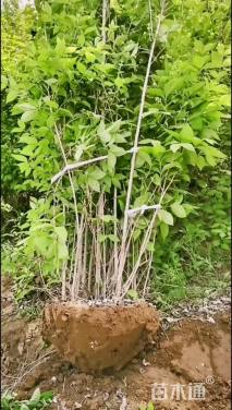 高度120厘米太平花