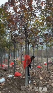 12公分北美枫香