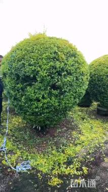 冠幅180厘米金冠女贞球