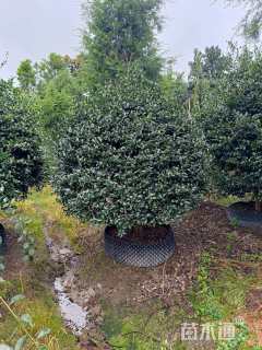 高度200厘米茶梅