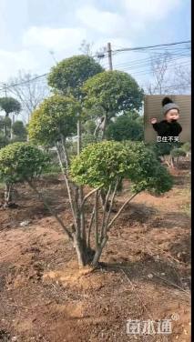 8公分造型小叶女贞