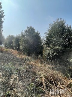 20公分红叶石楠