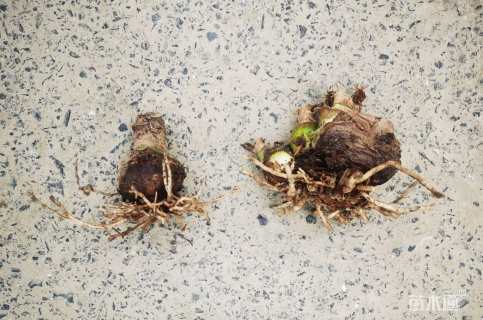 高度5厘米朱顶红