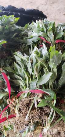 高度15厘米玉簪