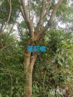 20公分蓝花楹
