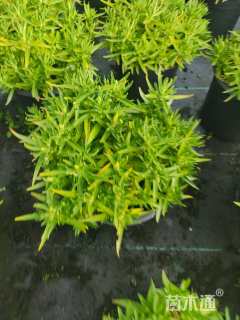 高度5厘米龙胆花