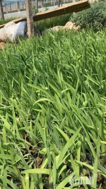 高度20厘米射干